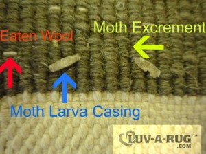 This pictures shows damage of Moth at the back of wool rug