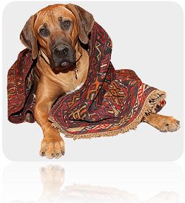Dog-wrapped-in-rug