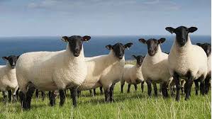 Herd of Sheeps