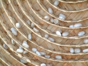 silkworm-cocoons
