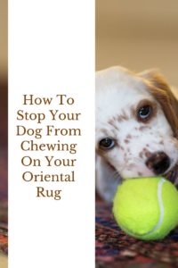 How To Stop Your Dog From Chewing On Your Oriental Rug