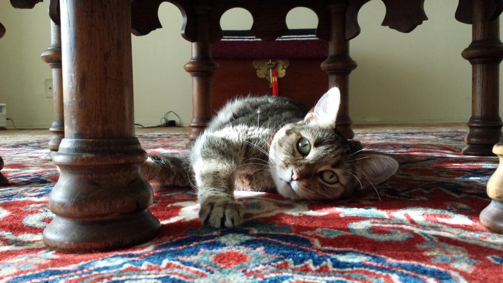 Client Photo of His Beloved Cat Ariel Lounging Confortably in their Persian Rug