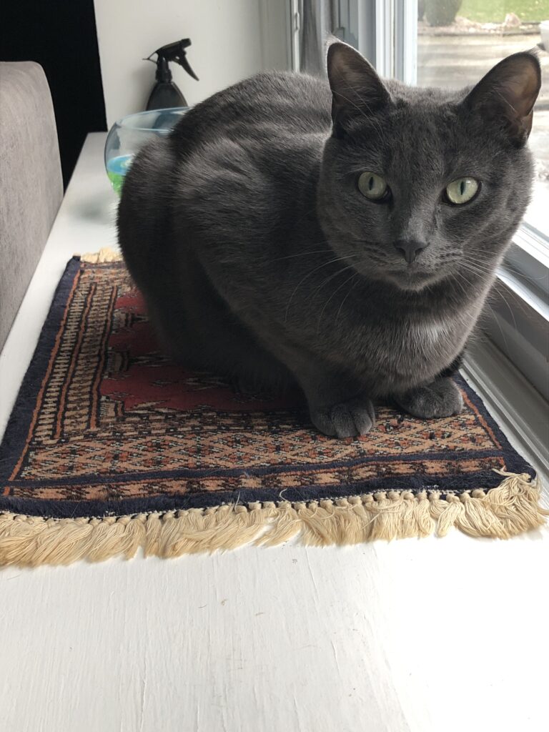 This is Finn. Look how perfect he is for this particular rug!